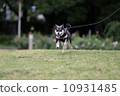 Running dog 10931485