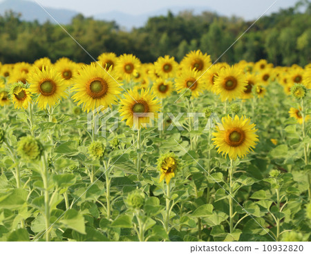 sunflower in the field sunflower in the field 10932820