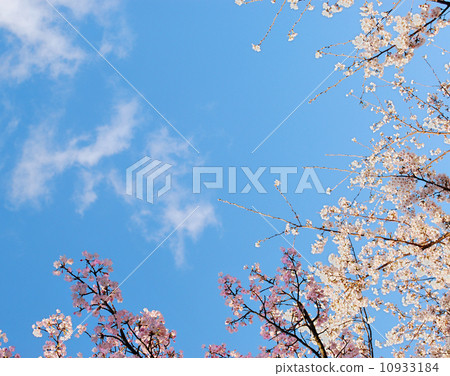 Ceiling of blue sky and cherry blossoms 10933184