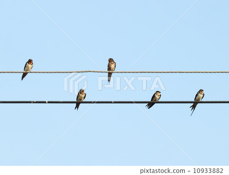 sparrow sitting on the power cable 10933882