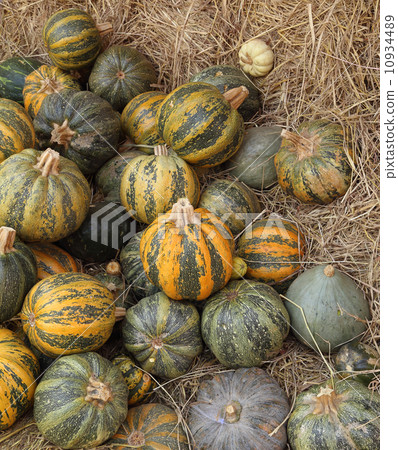 Ripe pumpkin 10934489