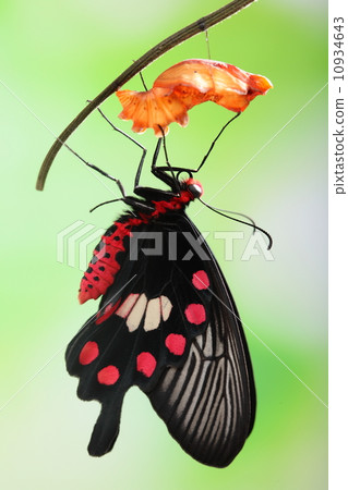 butterfly change form chrysalis butterfly change form chrysalis 10934643