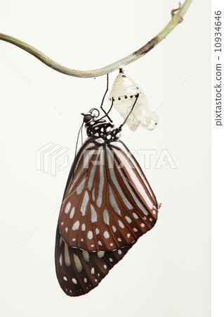 butterfly change form chrysalis butterfly change form chrysalis 10934646