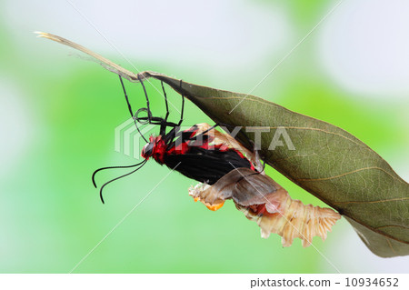 butterfly change form chrysalis butterfly change form chrysalis 10934652