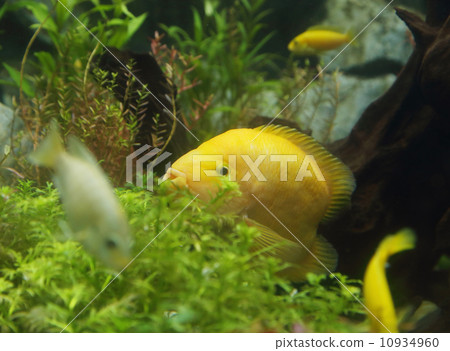 Zebrasoma flavescens in aquarium 10934960