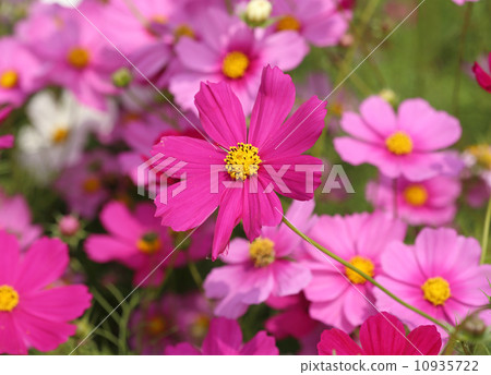 beautiful cosmos flower beautiful cosmos flower 10935722
