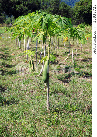 Papayas in the small tree, in Thailand Papayas in the small tree, in Thailand 10935723