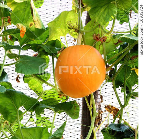 yellow pumpkin hanging 10935724