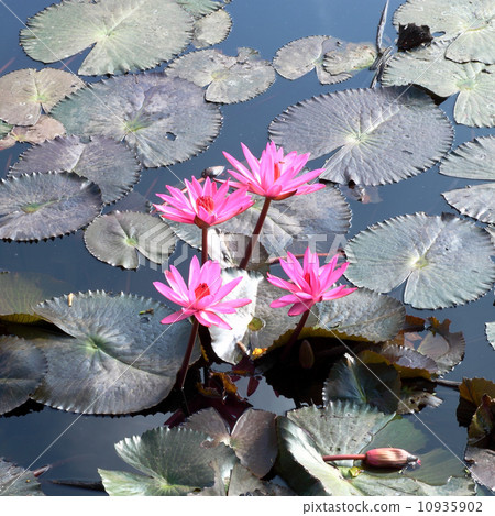 Water lily lotus flower and leaves Water lily lotus flower and leaves 10935902