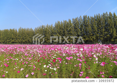 beautiful cosmos flower in field 10935972