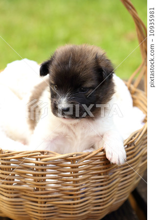 little puppy resting in basket 10935981