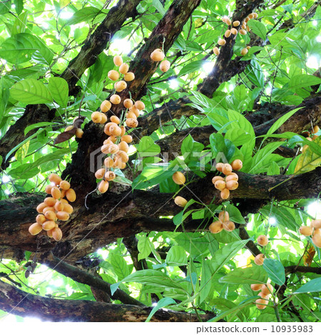 Bunch of Burmese grape (Baccaurea ramiflora) 10935983