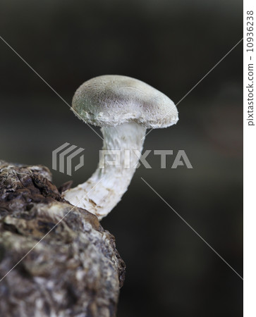 Shiitake mushrooms Shiitake mushrooms 10936238