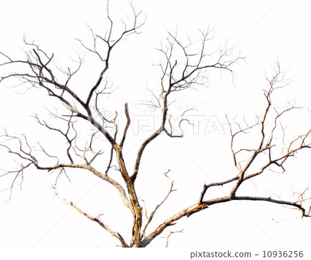 dead tree branch on white 10936256
