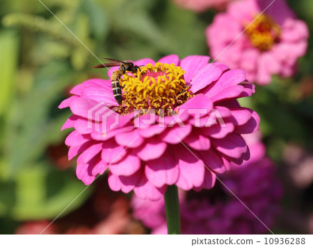 pink zinnia flowers and bee 10936288