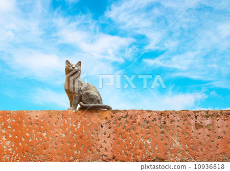 Cat statue 10936818
