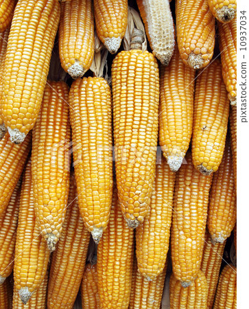 Dried corn background 10937034