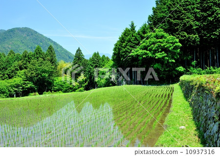 Yamada in early summer 10937316