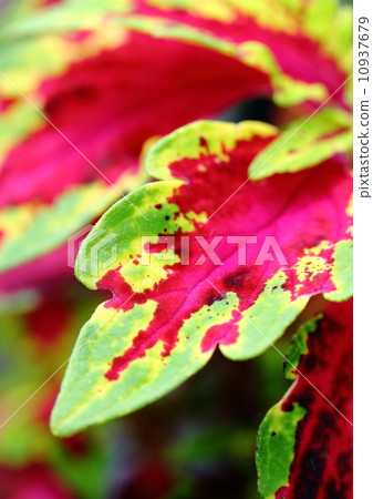 Coleus Coleus 10937679