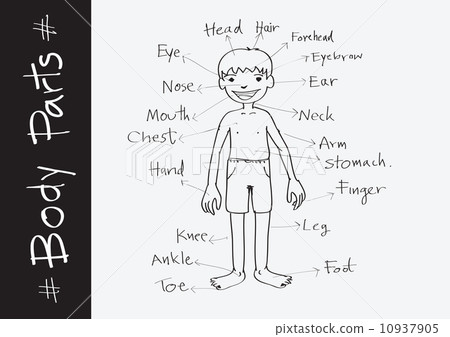part of body vocabulary in illustration 10937905