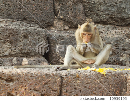 monkey eating fruit on the stone wall monkey eating fruit on the stone wall 10939193