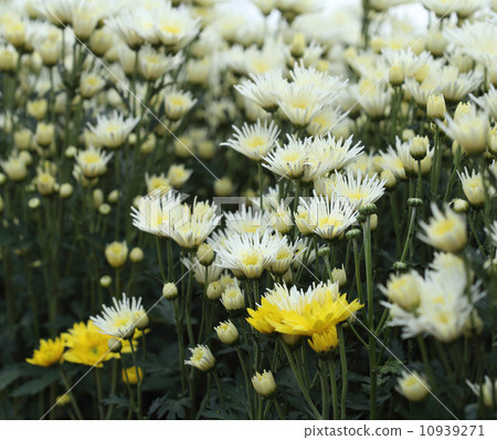 chrysanthemums flowers chrysanthemums flowers 10939271