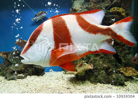 red emperor (Lutjanus sebae) 10939304