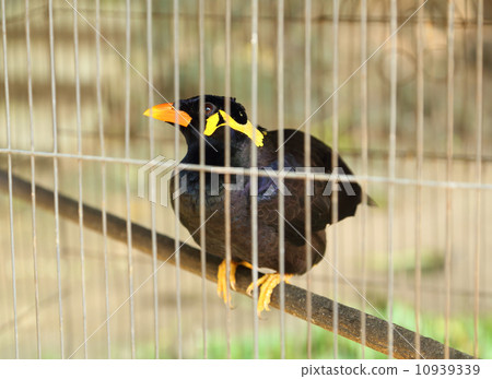 Common Myna bird (Acridotheres tristis) 10939339