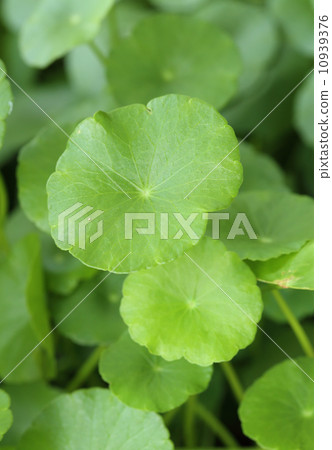 Centella asiatica Centella asiatica 10939376