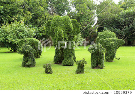 elephant tree in the park elephant tree in the park 10939379