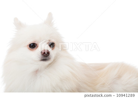 White pomeranian 10941289