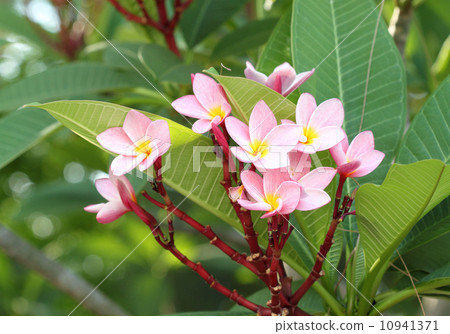 frangipani flower or Leelawadee flower on the tree frangipani flower or Leelawadee flower on the tree 10941371
