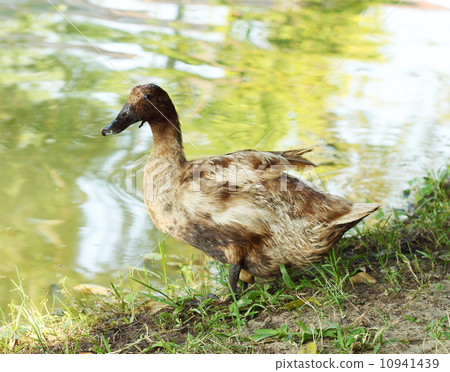 mallard duck standing mallard duck standing 10941439