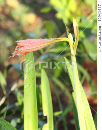 Orange Amaryllis flower 10941457