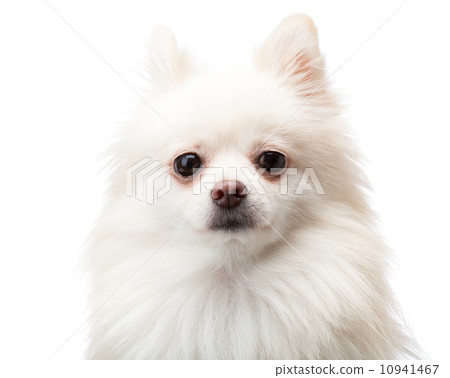 White pomeranian 10941467