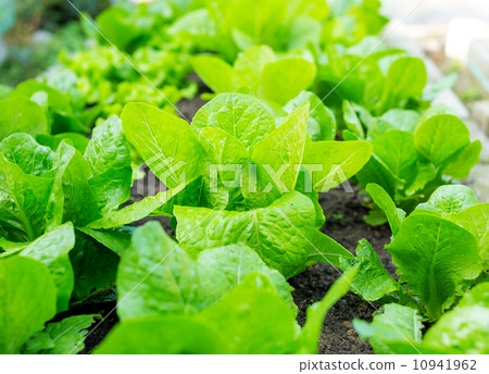 Lettuce Lettuce 10941962