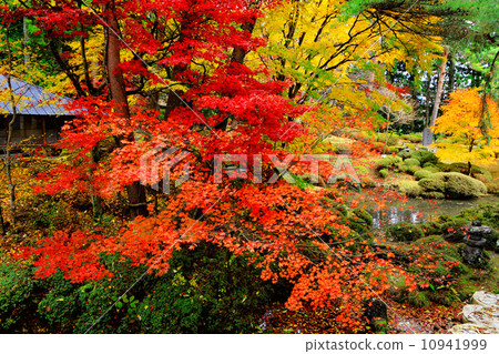 Maple tree in Japanese garden 10941999