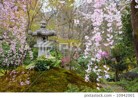 Japanese park with sakura tree 10942001