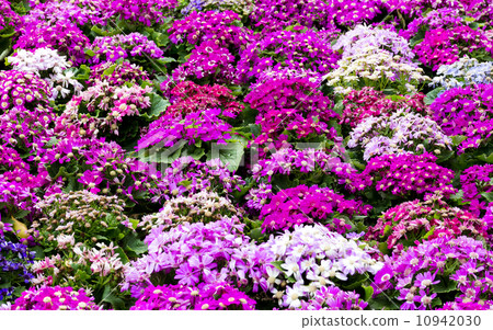 Senecio flower 10942030