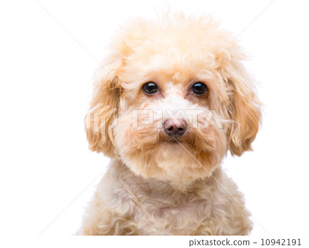Poodle dog 10942191