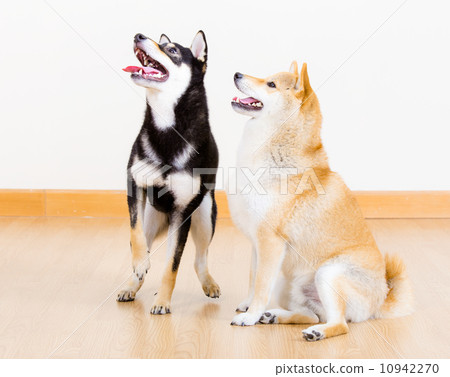 Two shiba dog at home 10942270