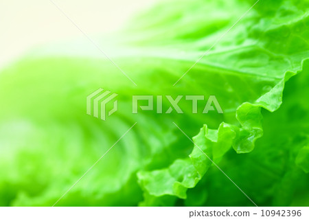 Lettuce Lettuce 10942396