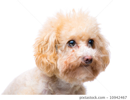 Poodle dog 10942467