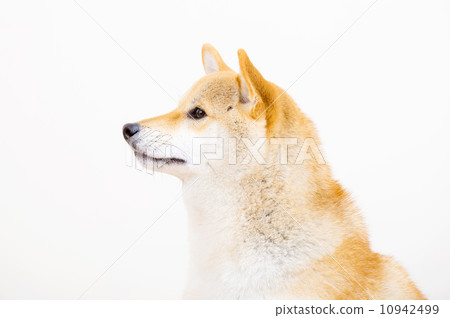 Shiba side profile 10942499
