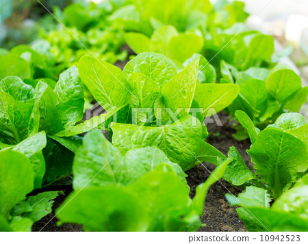 Lettuce field Lettuce field 10942523