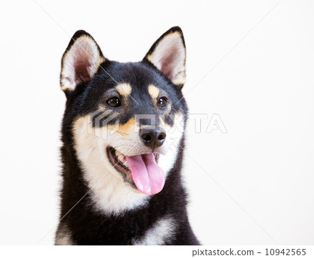 Black and tan Shiba Inu Black and tan Shiba Inu 10942565