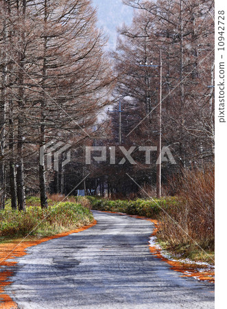 Pine tree with pathway Pine tree with pathway 10942728