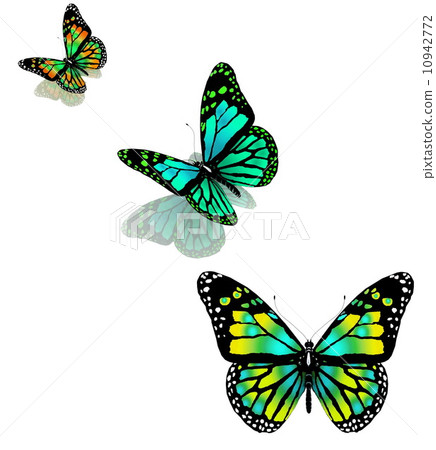 three butterflies on a white background 10942772