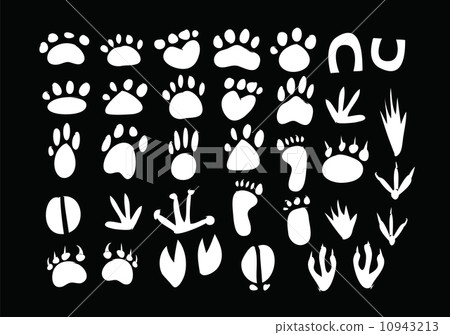 Animal Footprint 10943213
