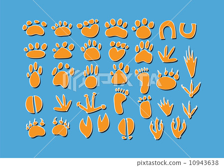 Animal Footprint Animal Footprint 10943638